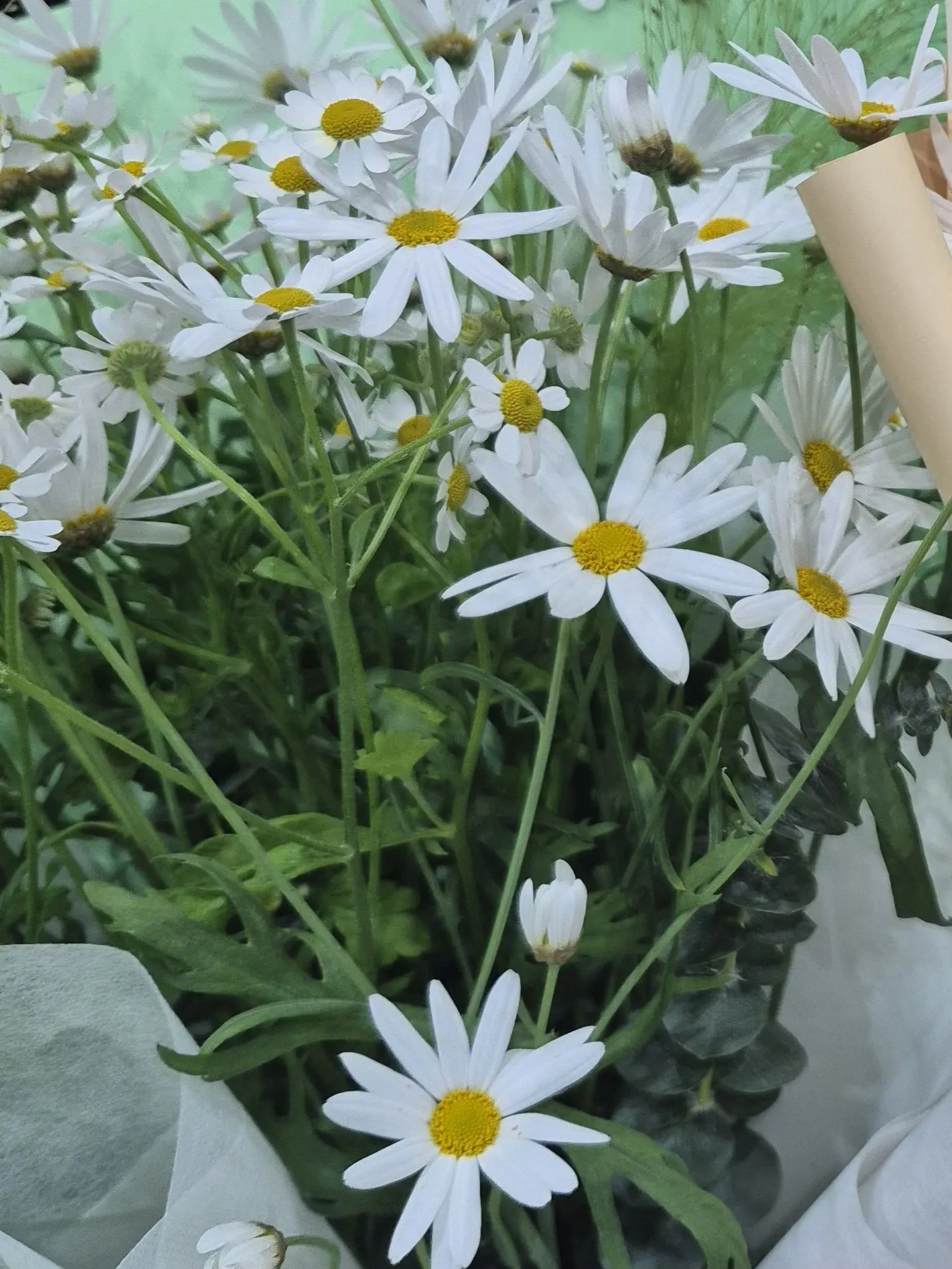 sugarbreadcookiee의 캐릭터 실험용 2