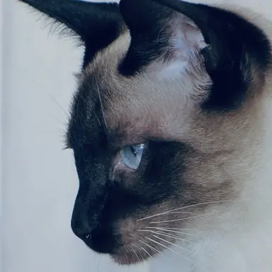 Profile image of Reiji