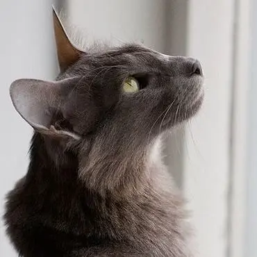 Profile image of Ruri