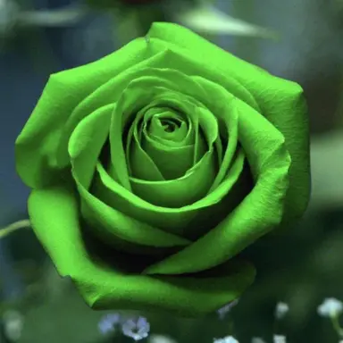 Profile image of 정공룡