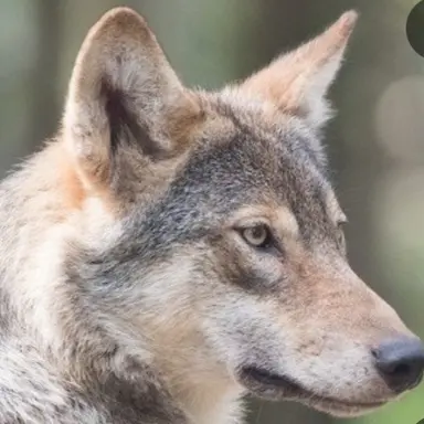 Profile image of 늑대