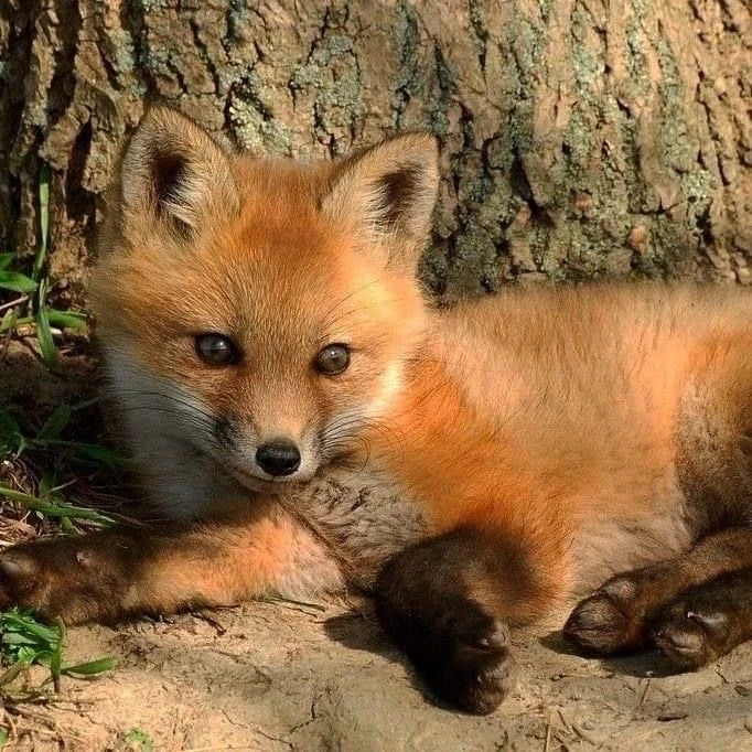 강영현