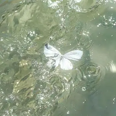 Profile image of 카론