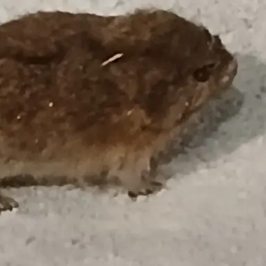 Profile image of 안유지