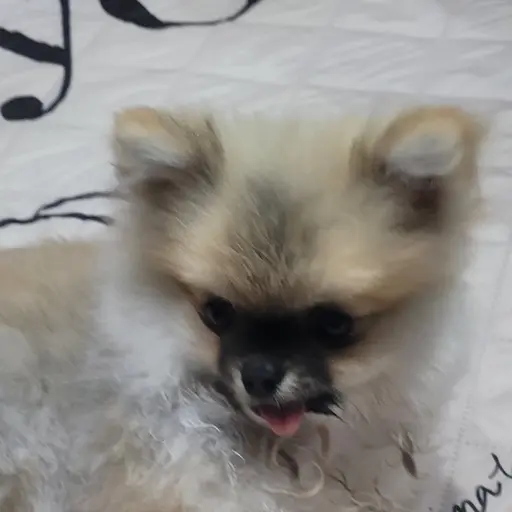 Sooyong_lowell의 흑임쟈