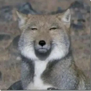 Profile image of 여우