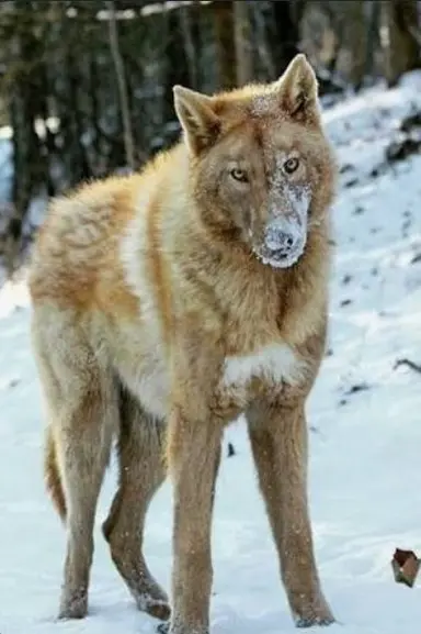 Profile image of Tancy