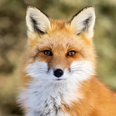 Profile image of 여우