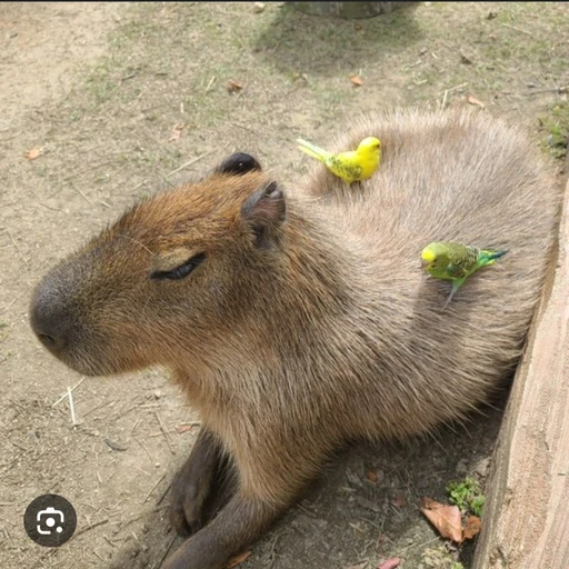 카피바라