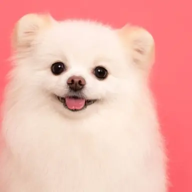 Profile image of NPC 동동 상인