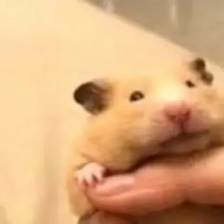 h3y1h123의 햄스터