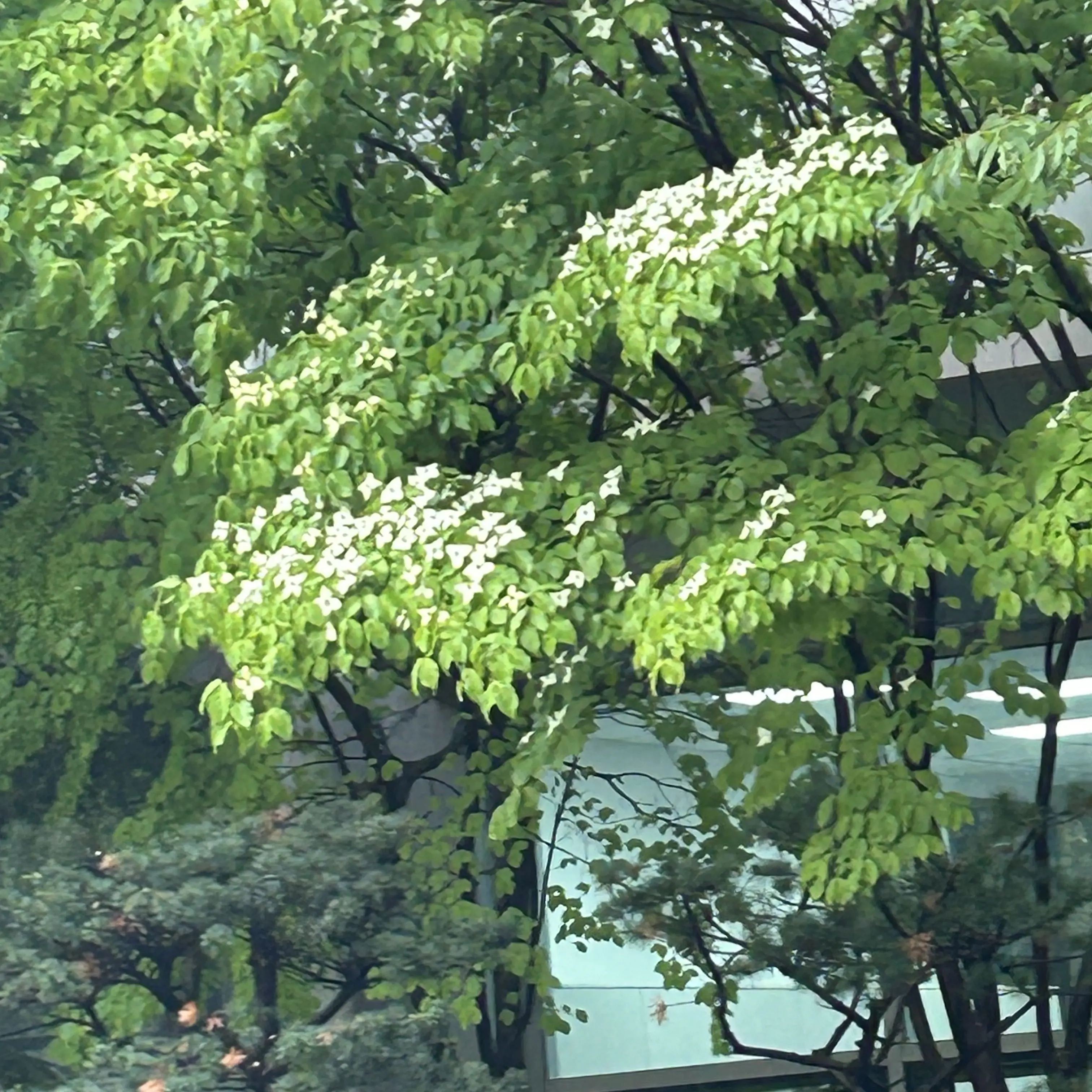 SnowyShirt0404의 밴드 고등학교