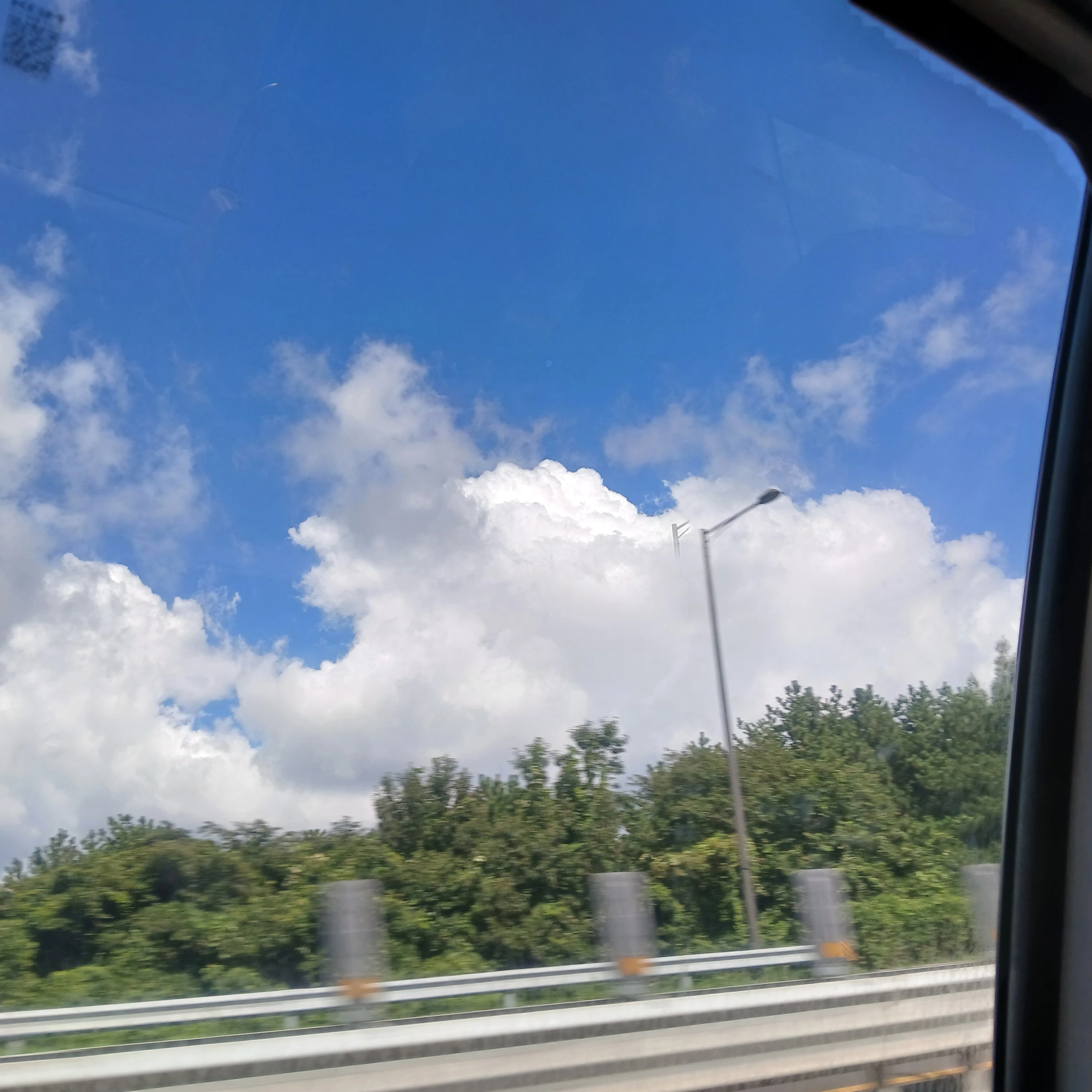 천장미