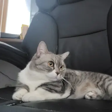 Profile image of 보리