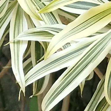 Profile image of 백룸에 같인 그들