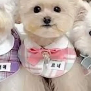 Profile image of 르네