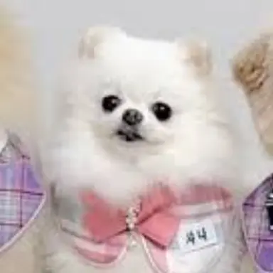 Profile image of 샤나