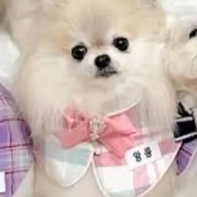 Profile image of 앙콤