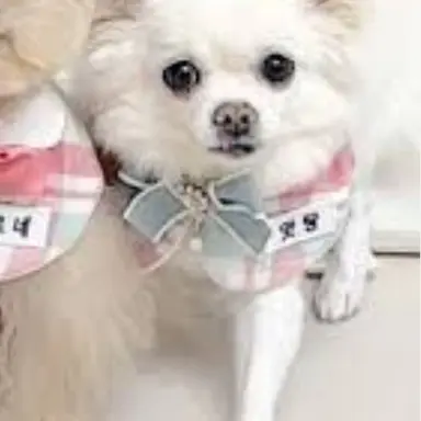 Profile image of 앗탕