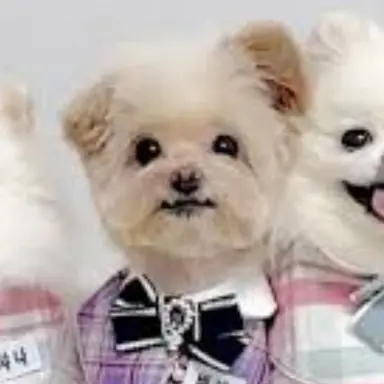 Profile image of 비바
