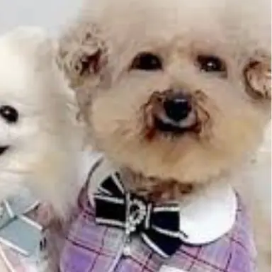 Profile image of 아둥
