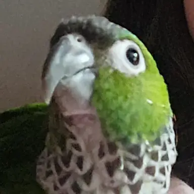 Profile image of Lindsey