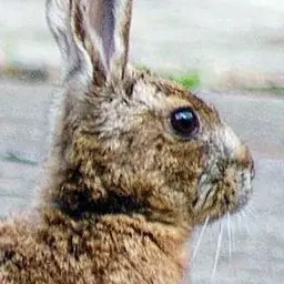 Babymakemachine의 🐍×🐰 (bl)