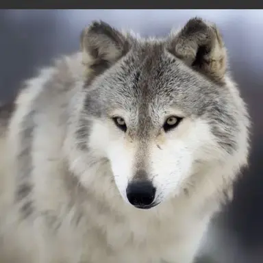 Profile image of 늑대