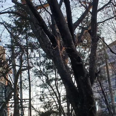 Profile image of 싸이코드