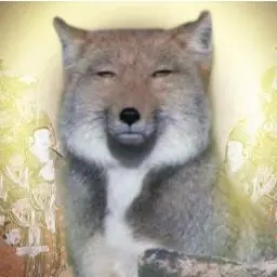 Profile image of 여우