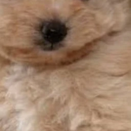元貴の友達ぶりっ子