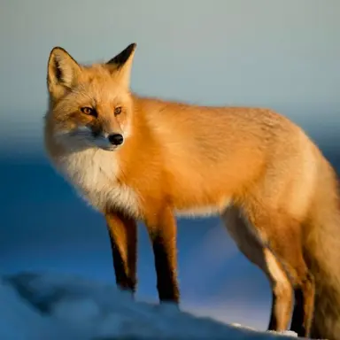 Profile image of 여우