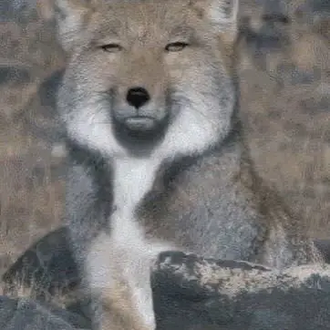Profile image of 여우