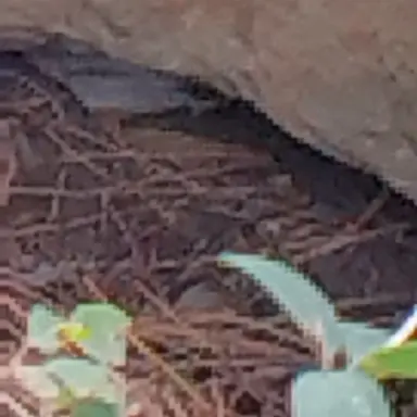 Profile image of 늑대