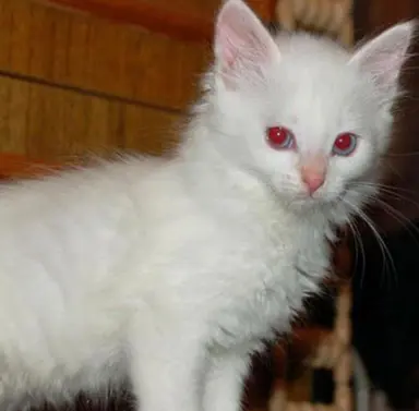 Profile image of Neferpitou