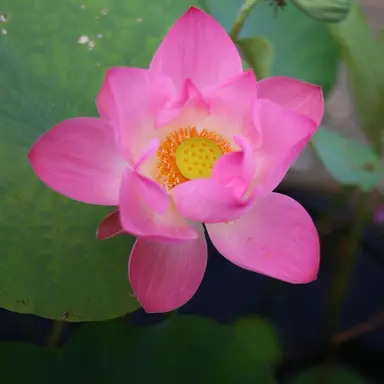 Profile image of 백 연호