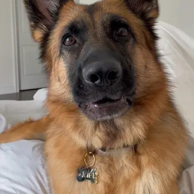 Profile image of 버디