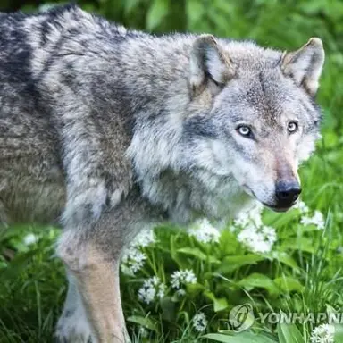 Profile image of 늑대