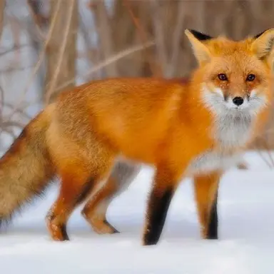 Profile image of 여우