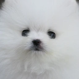 도운