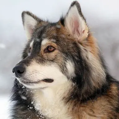 Profile image of 늑대