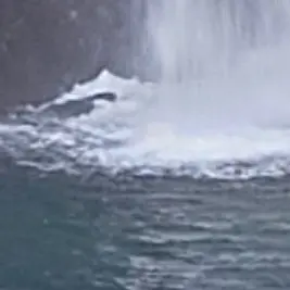 Profile image of 伊波ライ