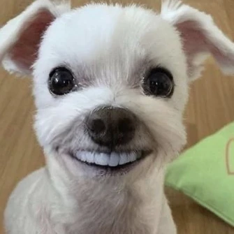 グク