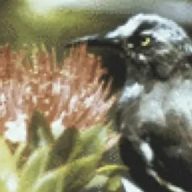 UsefulNurse4147의 Kaua'iʻōʻō[카우아이오오]