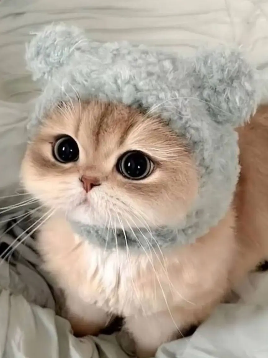 de-hat_starmeowve의 구고전 고양이 카페