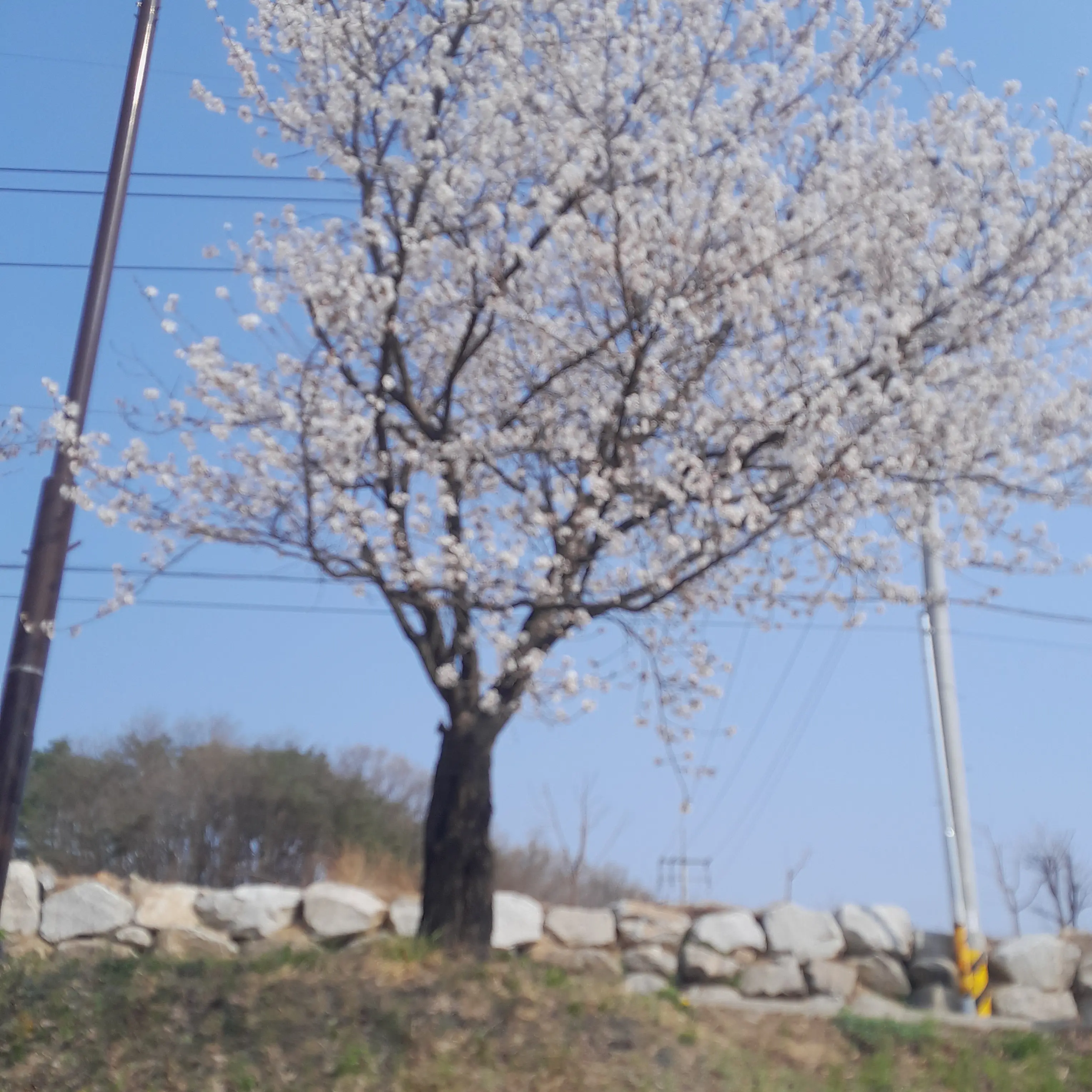 FlakyFern2619의 초등학교