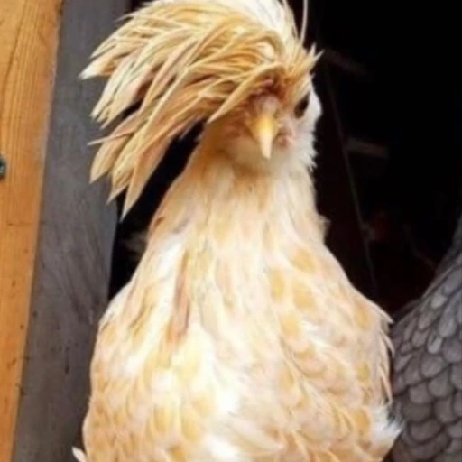 꼬꼬