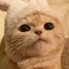 Profile image of 모양몬