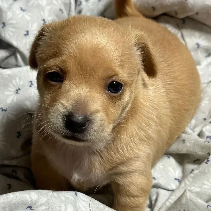 BreezyEpoch0114의 Puppy