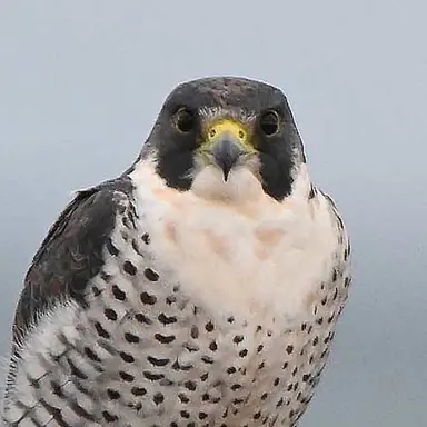 Profile image of ノア